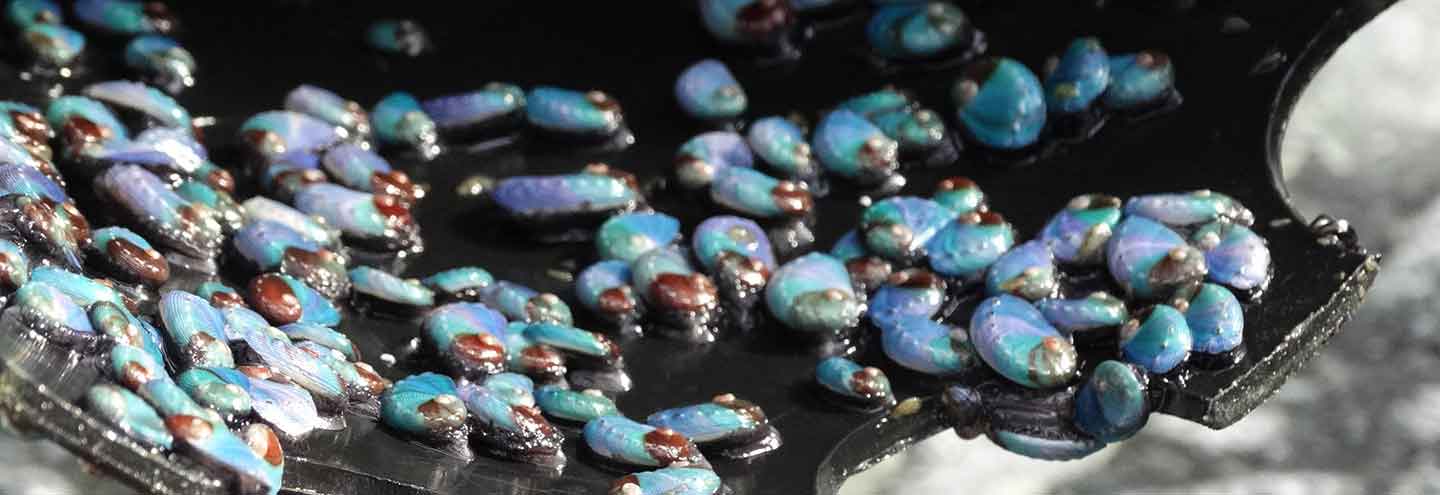 Juvenile abalone spat in the Abagold hatchery