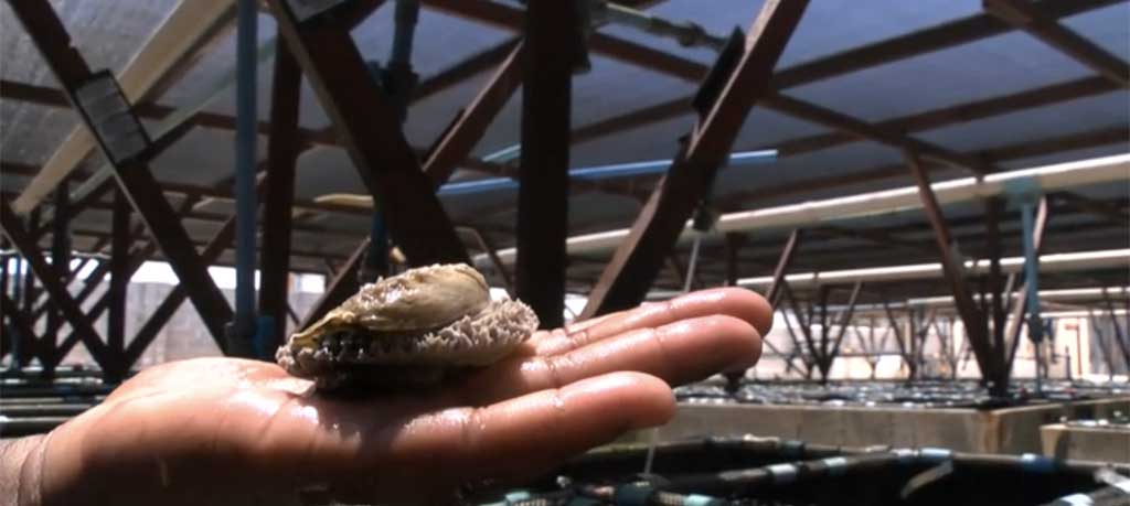 Abalone held in an open hand on an Abagold grow-out farm