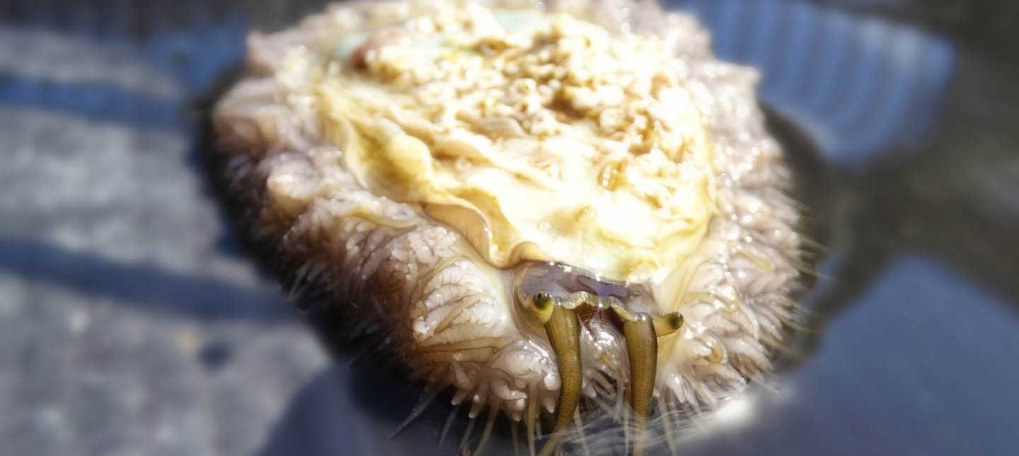 The Science of the Abalone Industry